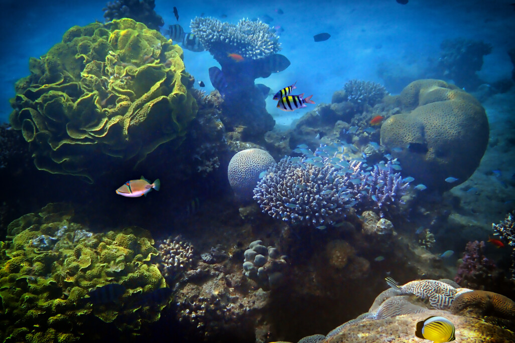 Image depicts biodiversity of coral reef at the Red Sea