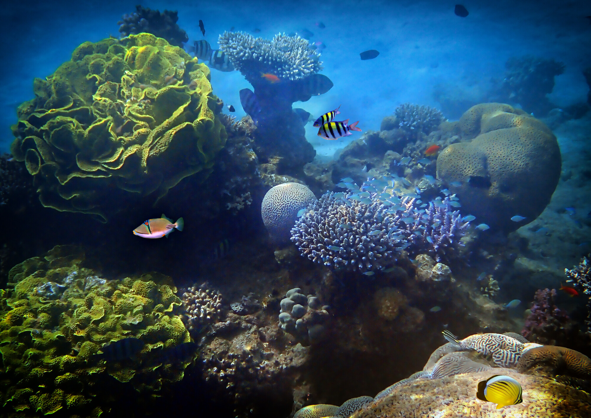 Image depicts biodiversity of coral reef at the Red Sea