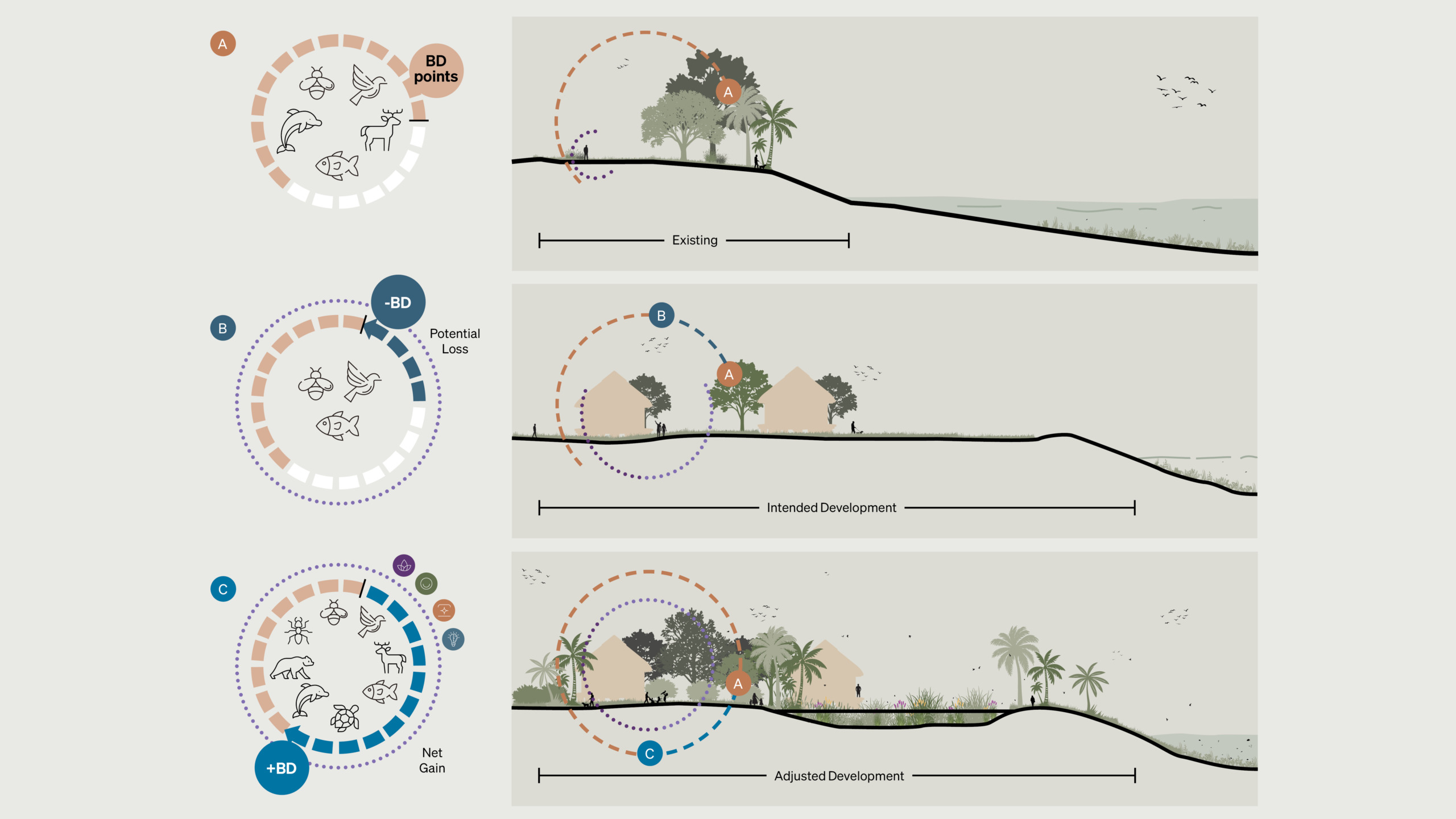Three-stage biodiversity net gain diagram showing habitat existing, development, and rejuvenation with circular BD points scoring.